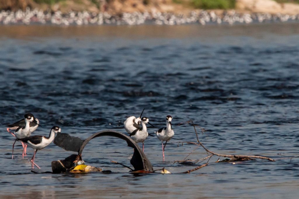 Un grupo de cigüeñuelas se alimentan en la desembocadura del río más contaminado de San Salvador, el Acelhuate.